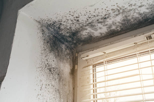 Affordable Attic Mold Remediation solutions in Mount Airy, GA