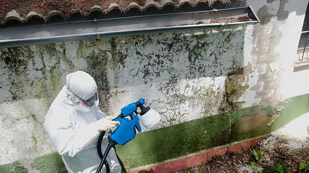 Top rated local Attic Mold Remediation specialists in Mount Airy, GA